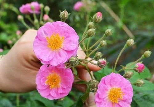 co-nen-uong-dong-trung-ha-thao-thuong-xuyen-khong 4.jpg