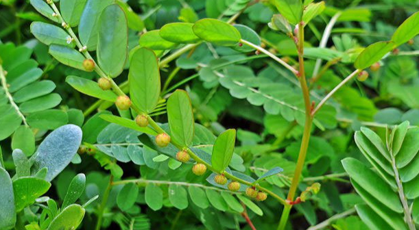 Có những loại cây thuốc nam chữa bệnh gan nào? 4