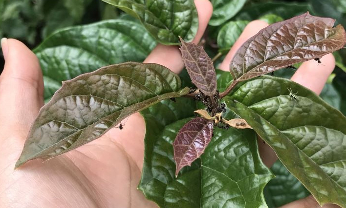 Có những loại cây thuốc nam chữa bệnh gan nào? 6