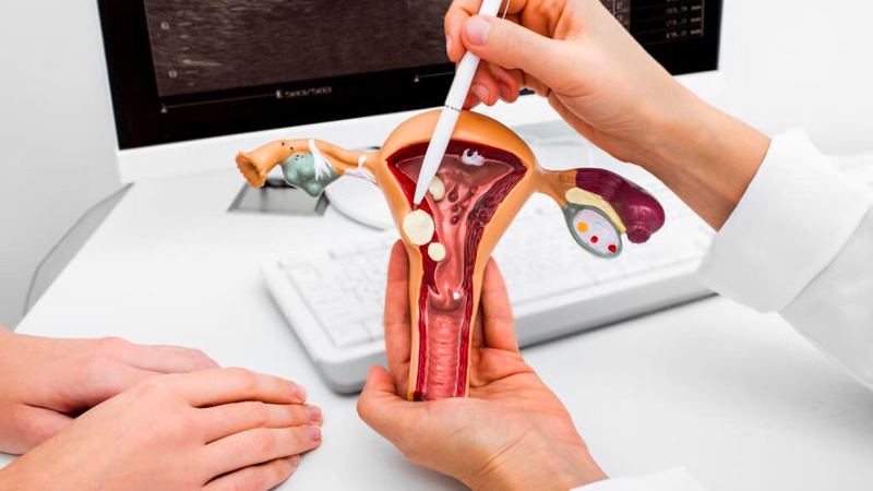 Cơ quan sinh dục nữ là gì? Cấu tạo, chức năng cơ quan sinh dục nữ 1