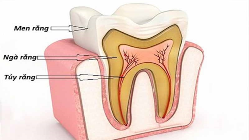 Con người có bao nhiêu cái răng? Phân loại và cấu tạo răng người 2