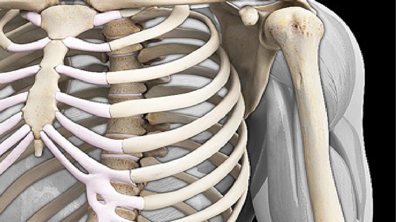 Con người có bao nhiêu xương sườn? 1