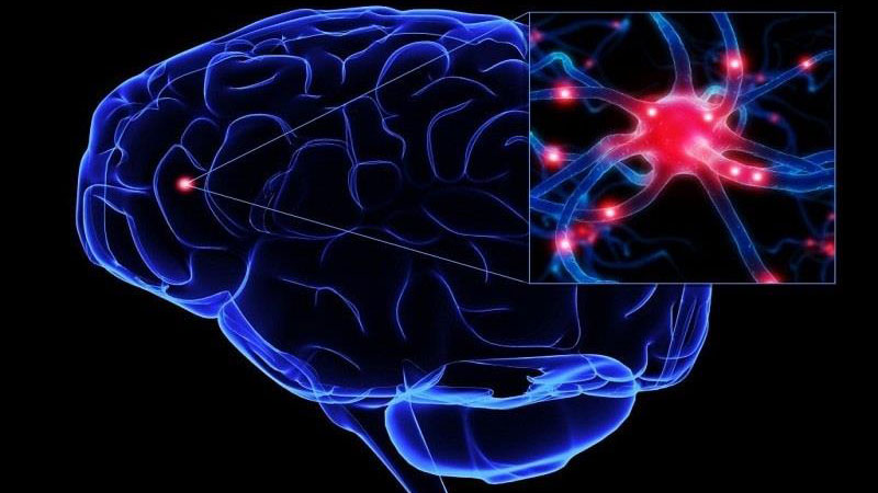 Con người sử dụng bao nhiêu phần trăm não bộ? 1