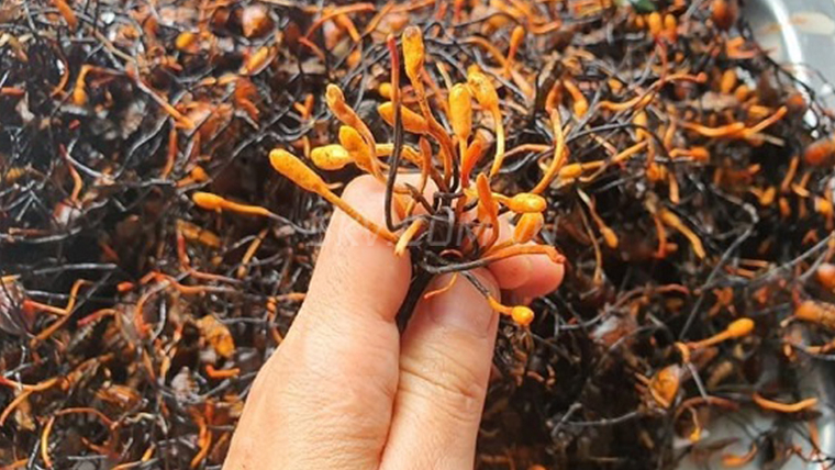 Đông trùng ha thảo bọ xít: Đặc điểm, thành phần và công dụng đối với sức khỏe 1