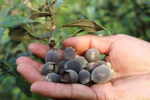 Quả sim rừng có màu tím sẫm có vị ngọt ngon