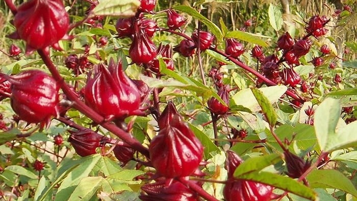 Những công dụng của chiết xuất atiso có thể bạn chưa biết 1