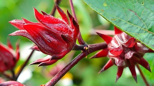 Những công dụng của chiết xuất atiso có thể bạn chưa biết 3