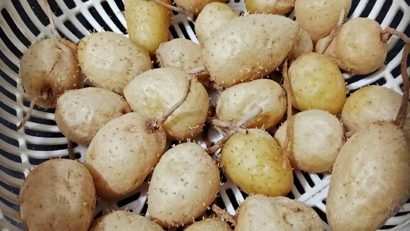 Sau sinh ăn củ lùn được không? Những thực phẩm nên ăn sau sinh 1