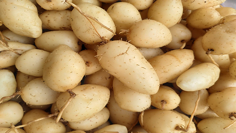 Sau sinh ăn củ lùn được không? Những thực phẩm nên ăn sau sinh 2