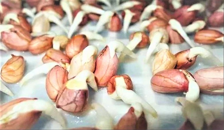 Các loại củ mọc mầm không nên ăn 3