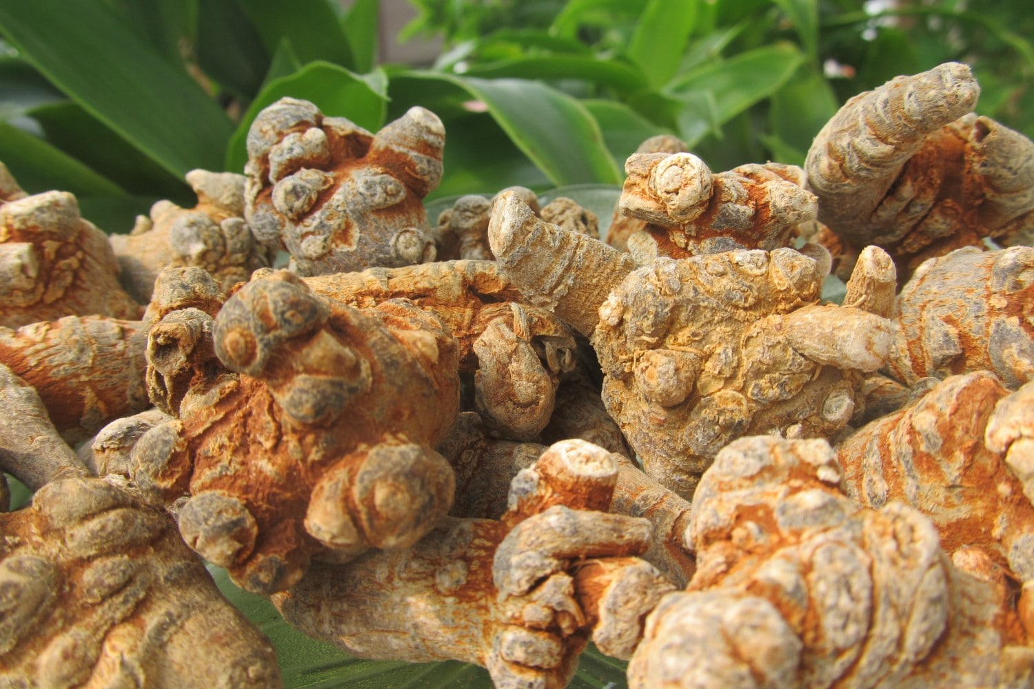 Cây - củ tam thất sấy khô-2