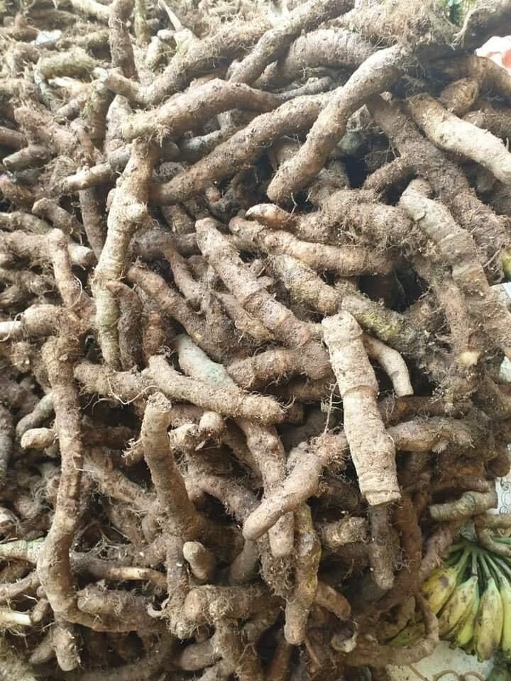 Củ tứn khửn có tác dụng gì đối với cơ thể? 1