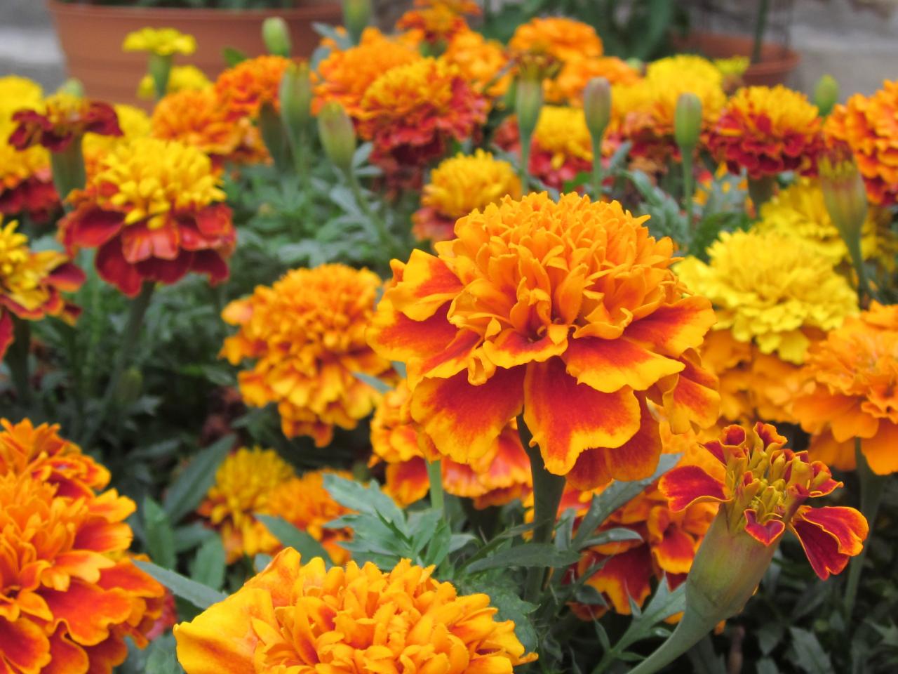 Marigold là gì? Công dụng của Marigold làm dịu da