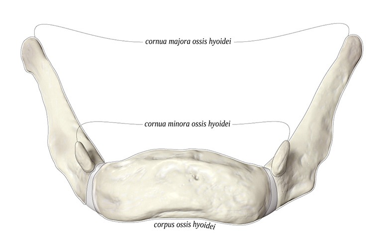 dac-diem-cau-tao-cua-xuong-mong 1.jpg