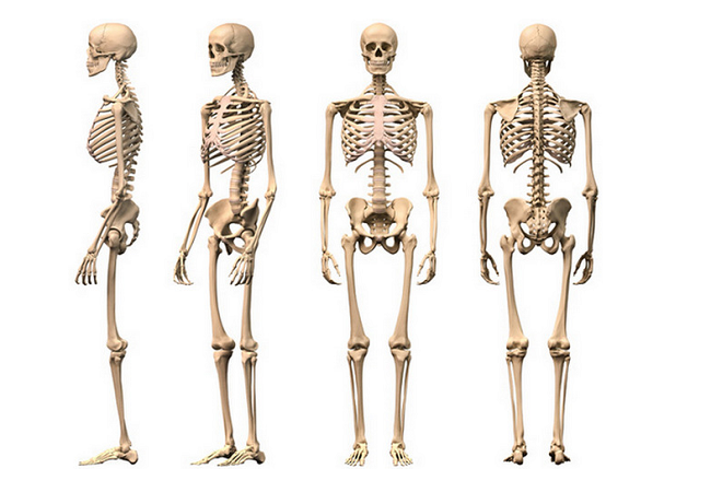 Đặc điểm giải phẫu hệ xương người: Chức năng và những vấn đề ảnh hưởng đến hệ thống xương 1