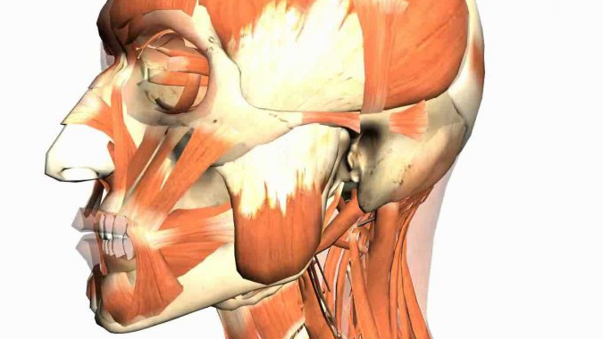 dac-diem-giai-phau-va-chuc-nang-cua-co-nhai 1.jpg