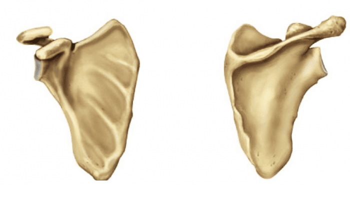 Đặc điểm giải phẫu xương chi trên và một số chức năng xương chi trên 2