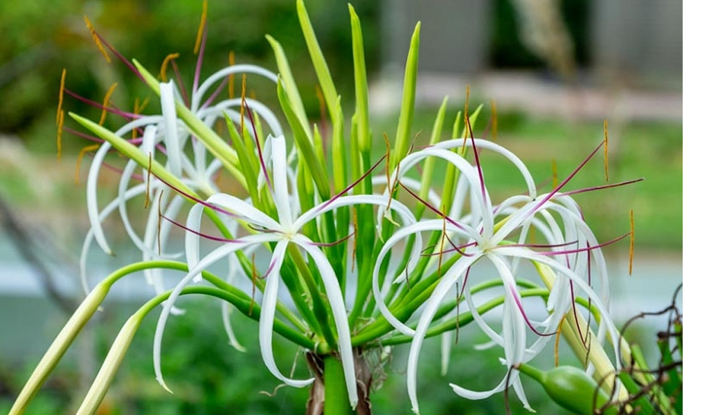 đại tướng quân