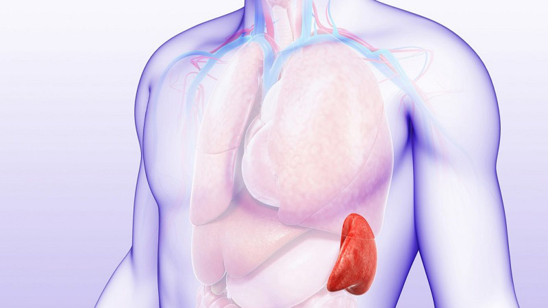 Dập lá lách là gì? Có nguy hiểm không? 1