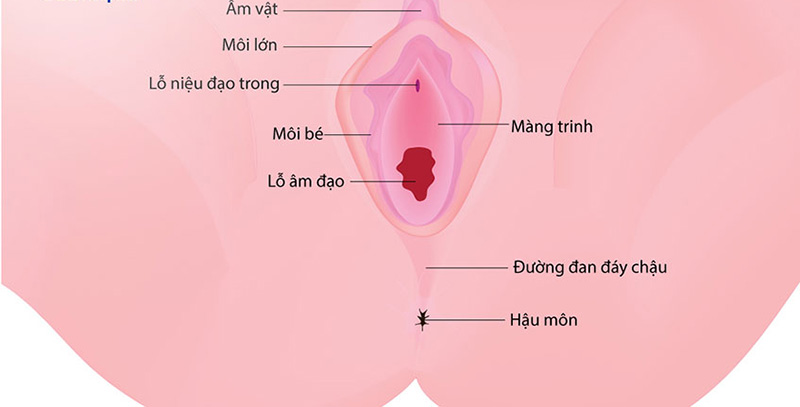Đặt ống thông tiểu có làm rách màng trinh không?