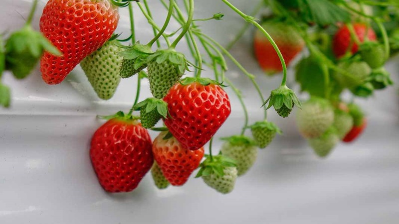 Dâu tây: Thành phần dưỡng chất, tác dụng và một số lưu ý khi dùng 1