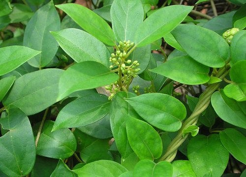 Dây thìa canh trị tiểu đường có phải là thật? 1