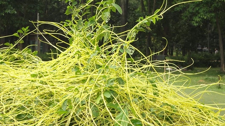 nhathuoclongchau.com.vn