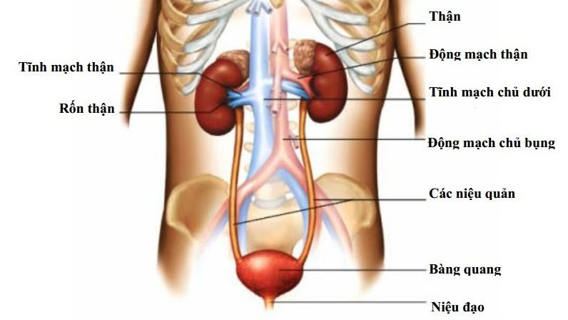 Dị dạng động mạch thận là gì? Các biến chứng có thể gặp phải 1