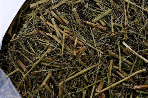 diệp hạ châu khô