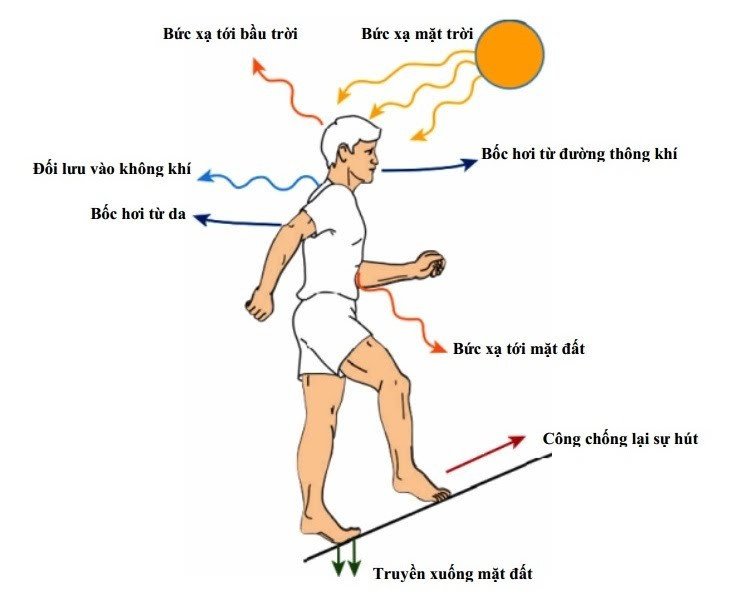Điều hòa thân nhiệt là gì?