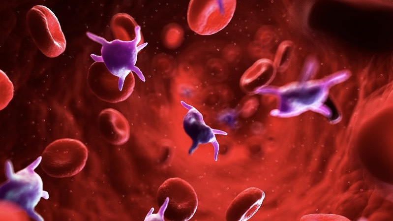 do-do-ngung-tap-tieu-cau-chia-khoa-bao-ve-suc-khoe 1