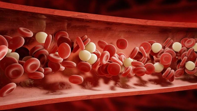 Độ nhớt của máu là gì? Cách để giảm độ nhớt của máu 1