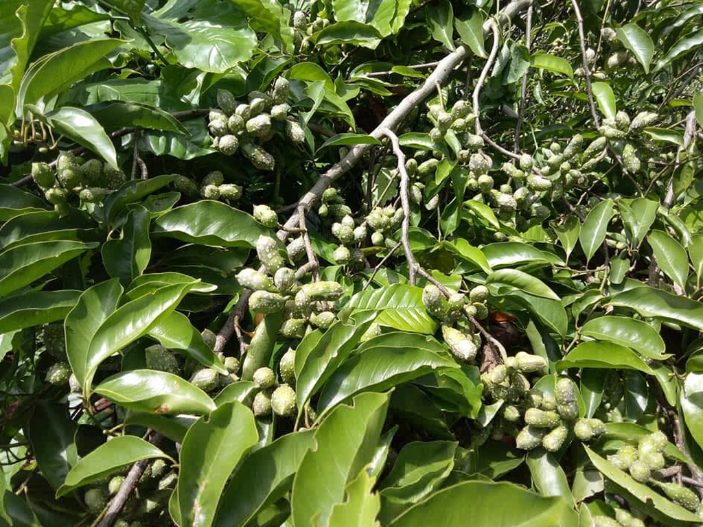 dược liệu dổi