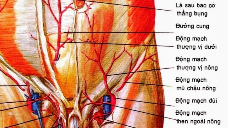 Động mạch thượng vị dưới nằm ở đâu và những vấn đề liên quan 1