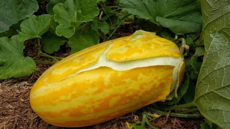 Dưa bở: Thành phần dưỡng chất, lợi ích và cách dùng 2