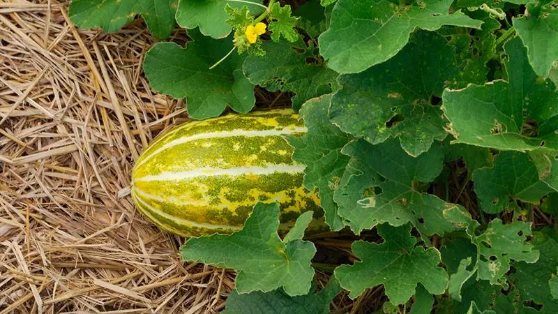 Dưa bở: Thành phần dưỡng chất, lợi ích và cách dùng 3