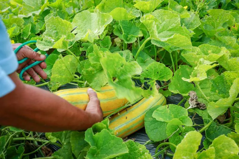 Dưa gang ăn sống được không? Công dụng tuyệt vời từ dưa gang 1