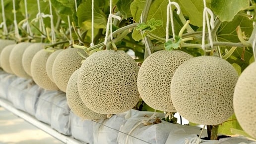 Dưa lưới và dưa lê: Phân biệt, giá trị dinh dưỡng và cách ăn 3