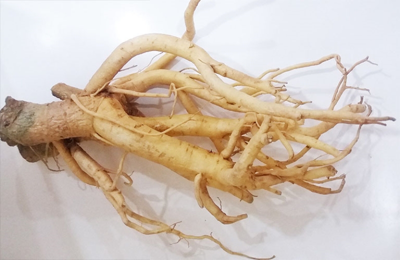 Dùng các loại rễ cây ngâm rượu: Lợi hay hại? 5