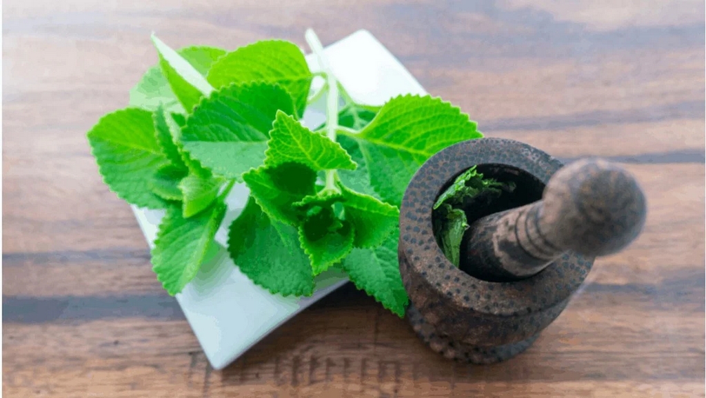 Dùng rau tần dày lá trị ho cho bà bầu liệu có mang lại hiệu quả? 2