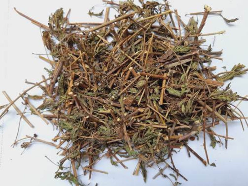 Dùng rễ cây xấu hổ ngâm rượu mang lại nhiều lợi ích bất ngờ 4