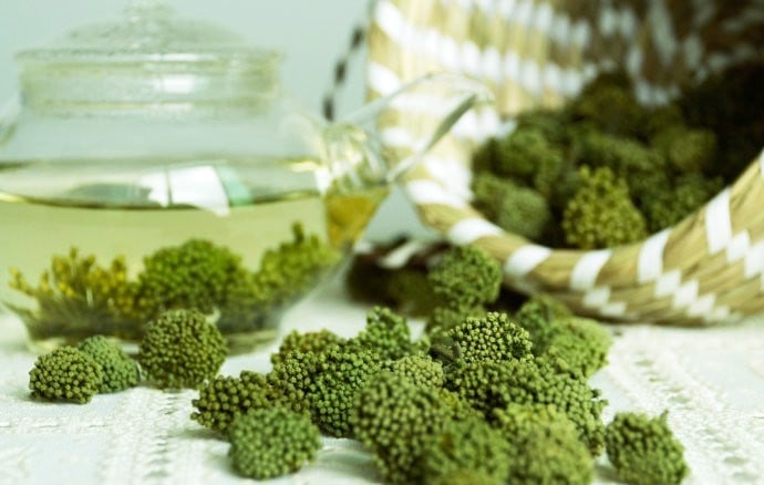 Đừng vội sử dụng nếu chưa biết hoa tam thất nóng hay mát 2