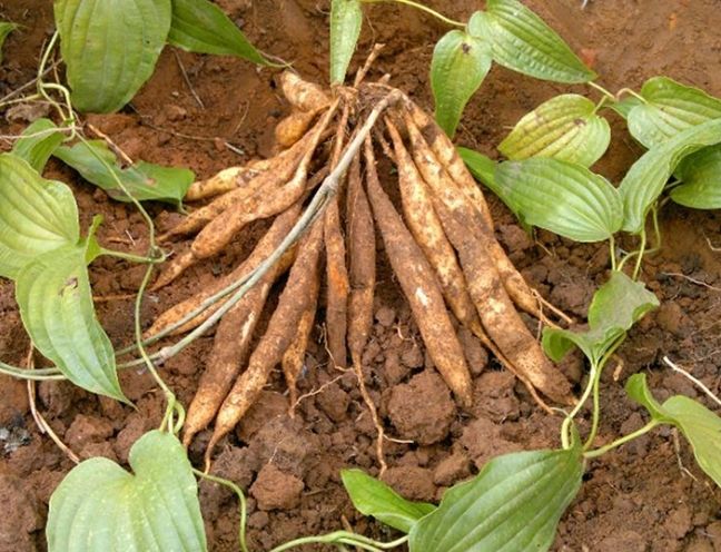 Dược liệu bách bộ: Hướng dẫn sử dụng cao bách bộ1