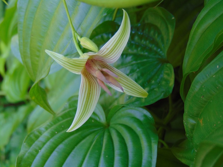 Dược liệu bách bộ: Hướng dẫn sử dụng cao bách bộ2