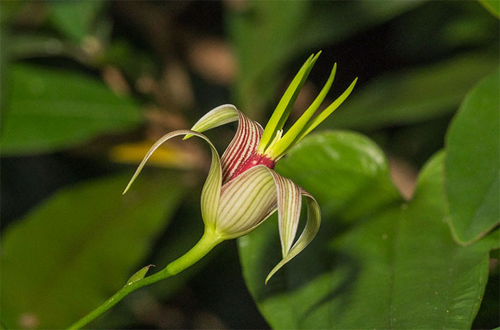 Dược liệu bách bộ: Hướng dẫn sử dụng cao bách bộ3