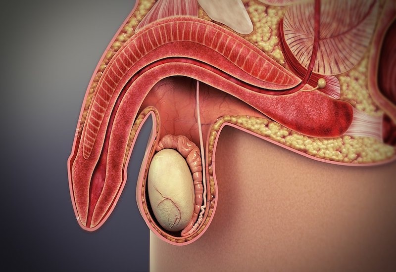 Dương vật nổi gân xanh do đâu? Có sao không? 1