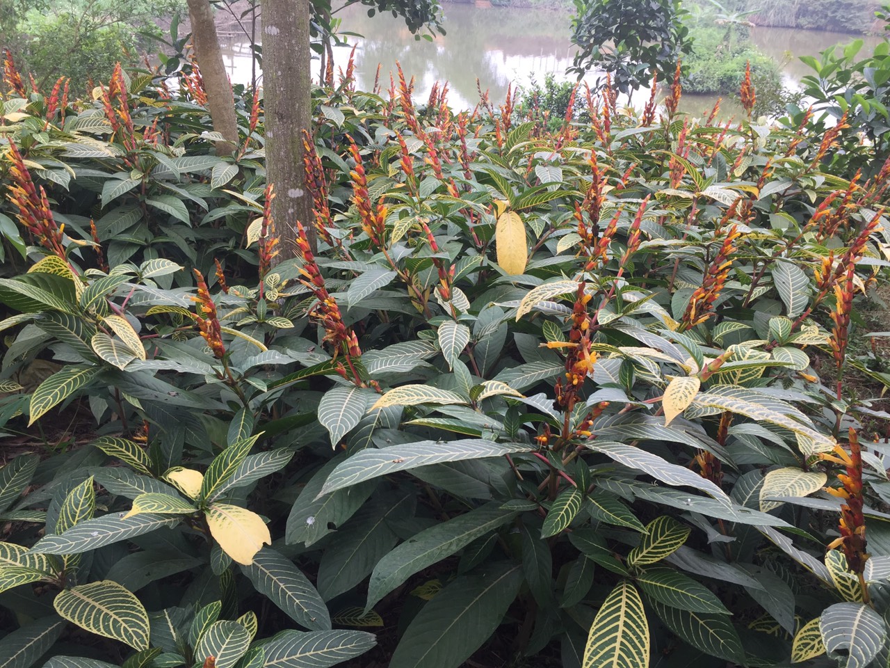 Lá khôi chữa bệnh