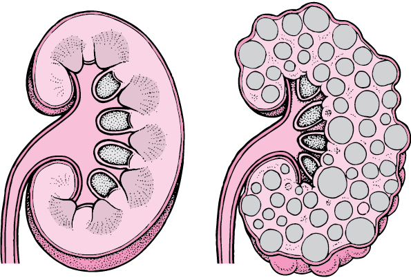 echo-than-la-gi-va-duọc-chi-dinh-trong-truong-hop-nao 3.png