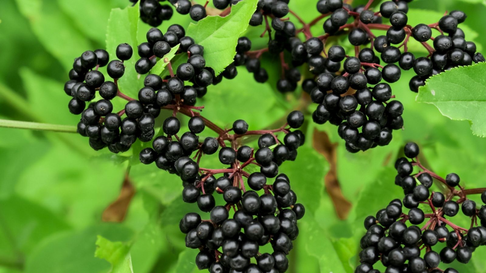 Elderberry là gì? Vai trò của Elderberry đối với sức khỏe.1