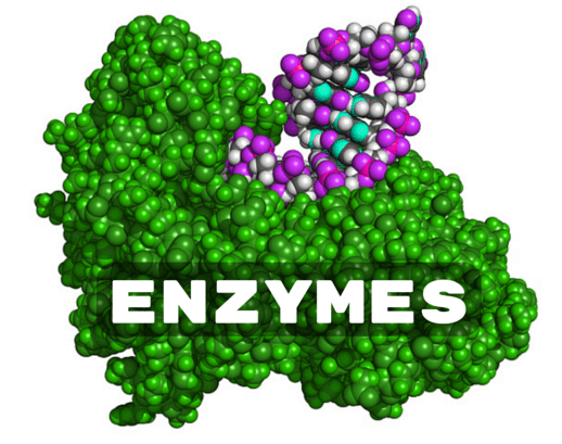 Enzymes là gì? Công dụng của Enzymes đối với sức khỏe.1